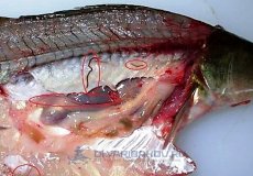 Что такое описторхоз у рыб, как его распознать и лечить