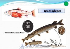 Что такое триенофороз рыб, его симптомы и опасность для человека