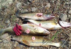 Фибросаркома судака: признаки больной рыбы, опасность для человека и меры борьбы