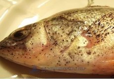 Постодиплостомоз рыб: описание болезни, можно ли есть зараженную рыбу