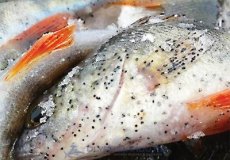 Особенности метагонимоза у рыб