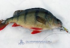 Рыбалка зимой на крупного окуня: способы ловли трофейного полосатика
