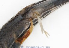 Коварные рачки-лернии – опасность для пресноводных рыб