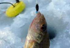 Как ловить окуня на чертика зимой, видео рыбалки