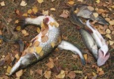Рыбалка осенью: прогноз клева в сентябре, октябре, ноябре