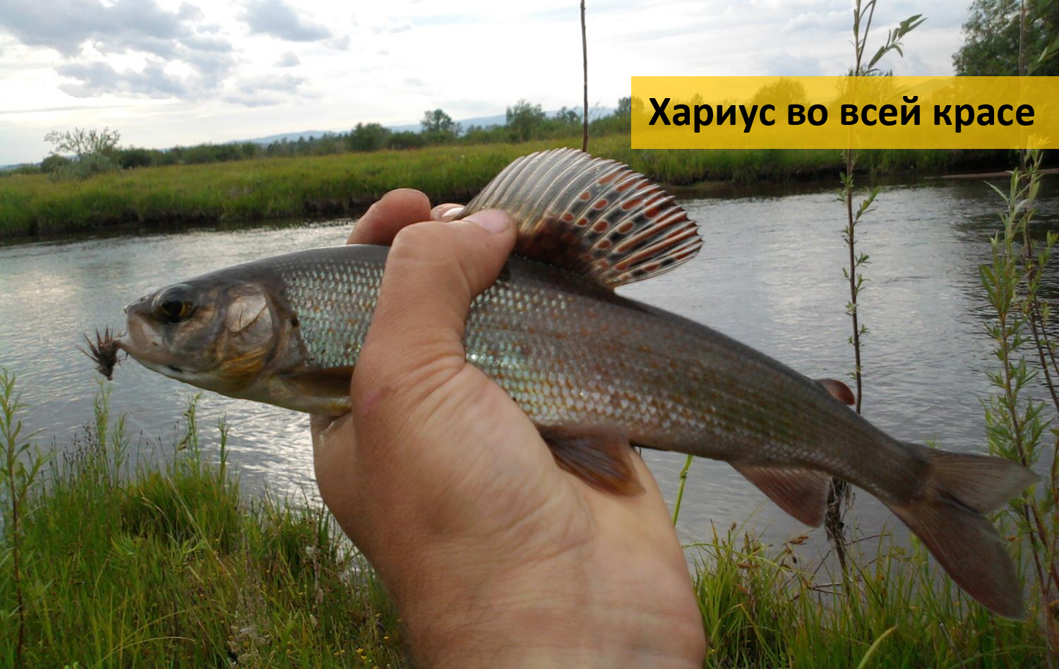 прогноз клева хариуса в кызыле прогноз клева хариуса в кызыле