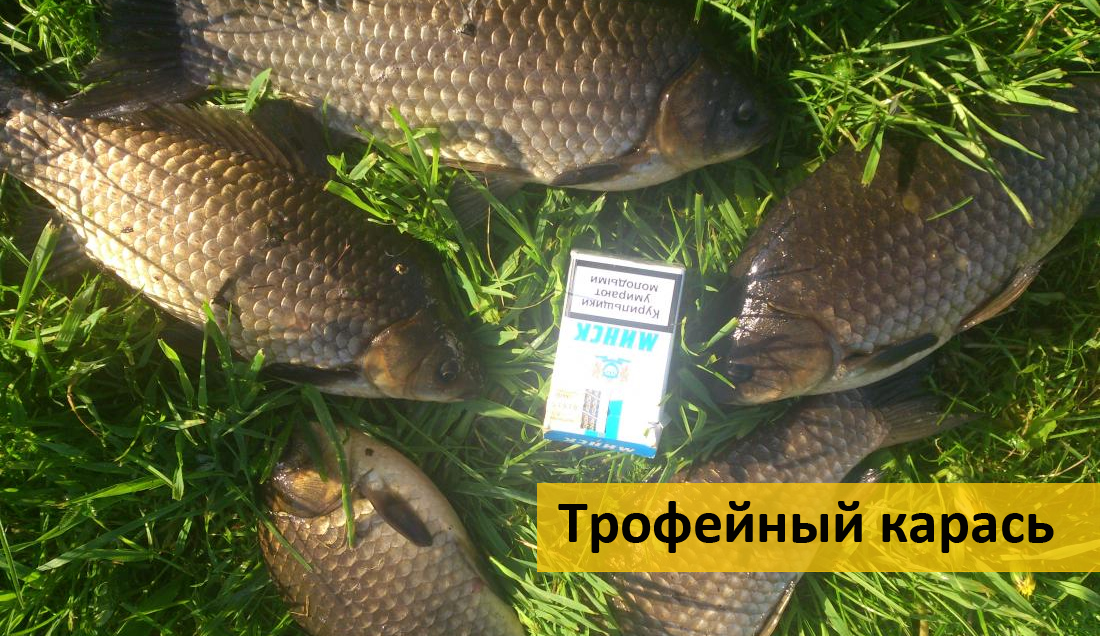 карася на донку на манку карася на донку на манку