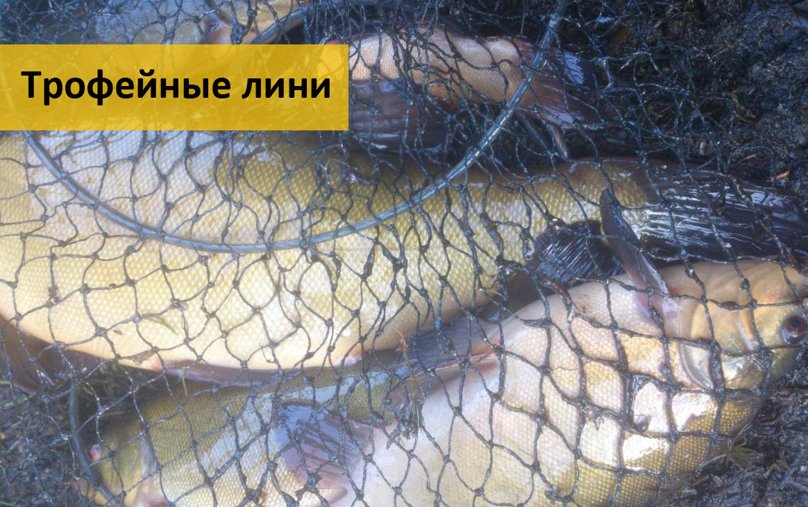 на что поймать линя летом на что поймать линя летом