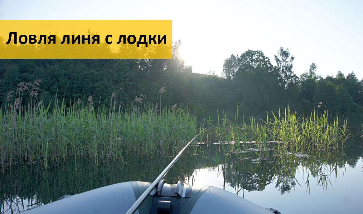 беларусь. ловля линя беларусь. ловля линя