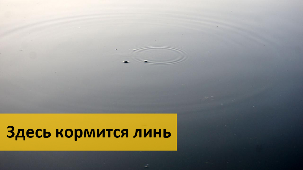 прикормка на линя в августе прикормка на линя в августе