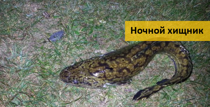 ловля толстолобика весной на пруду ловля толстолобика весной на пруду