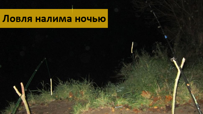 техника ловли налима на донку техника ловли налима на донку