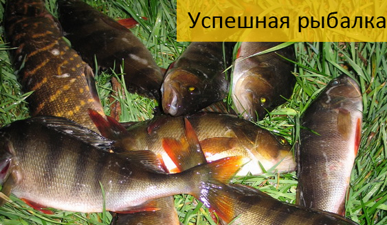 ответы на сканворды рыбацкая снасть с колокольчиком ответы на сканворды рыбацкая снасть с колокольчиком