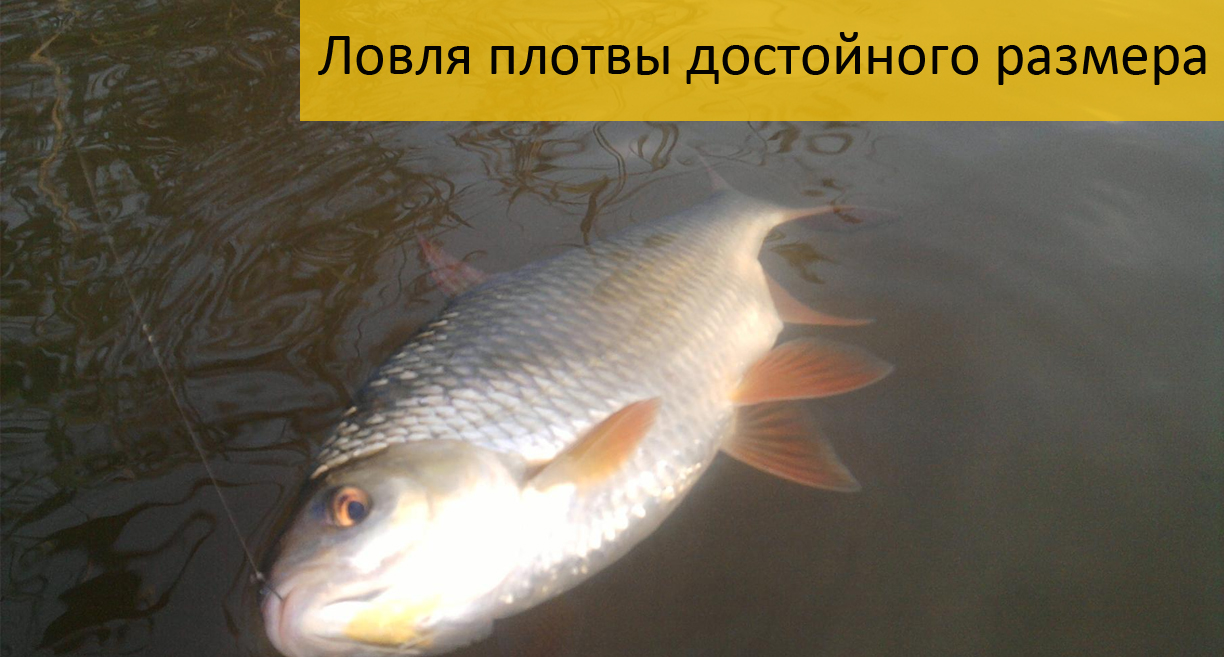 прикормка для язя летом своими руками прикормка для язя летом своими руками