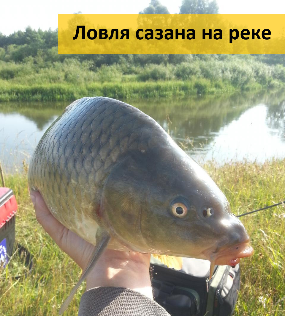 прикормка на сазана в апреле прикормка на сазана в апреле