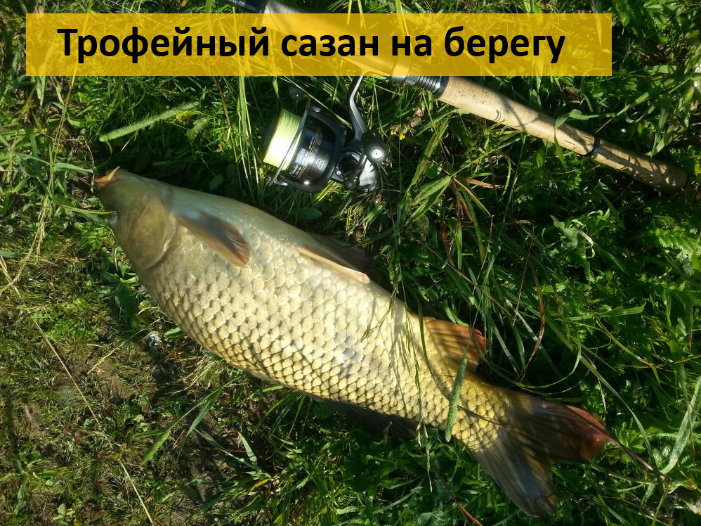на какую наживку лучше ловиться сазан на какую наживку лучше ловиться сазан
