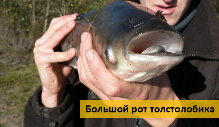 ловля толстолоба когда ловля толстолоба когда