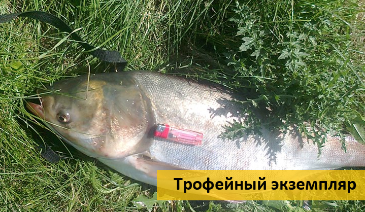 толстолобик ранней весной толстолобик ранней весной