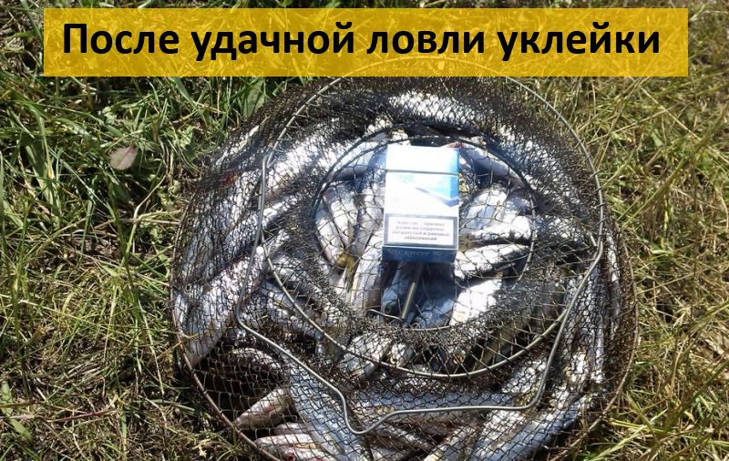 прикормка для уклейки своими руками рецепты прикормка для уклейки своими руками рецепты