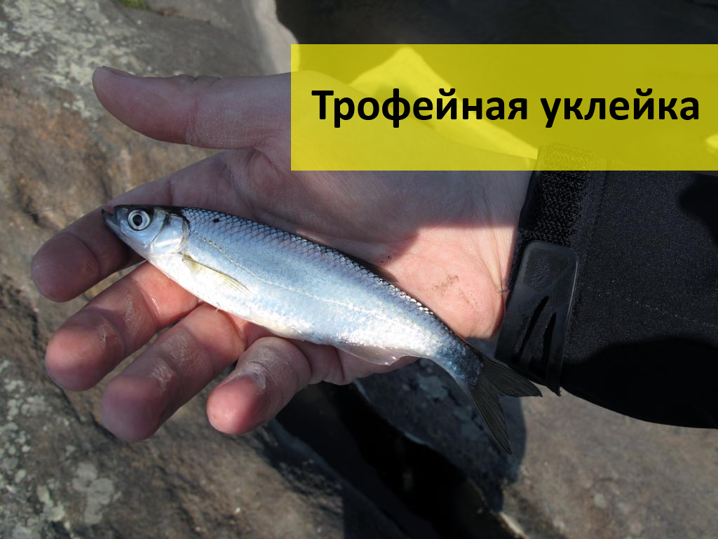 весенняя прикормка для плотвы весенняя прикормка для плотвы