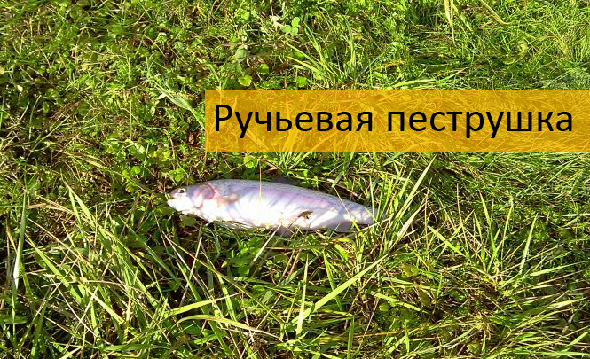 как поймать форель на поплавочную удочку как поймать форель на поплавочную удочку