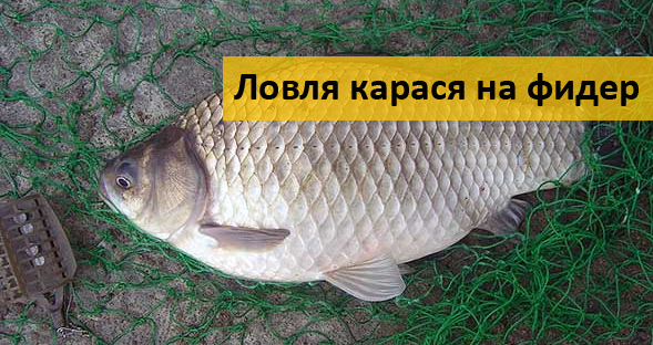 ловля карася на фидер все об этом ловля карася на фидер все об этом