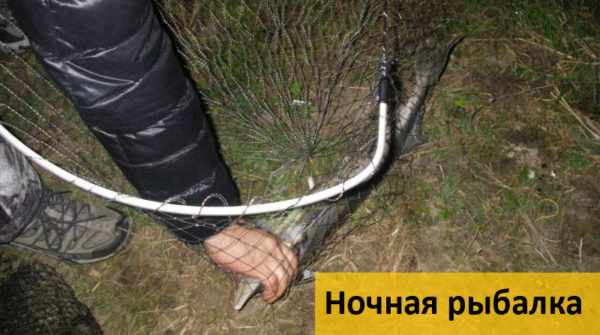 осетр на удочку видео осетр на удочку видео