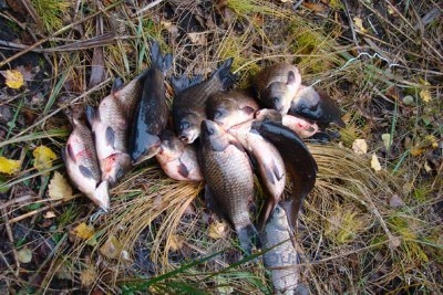 рыбалка осенью ловля карася