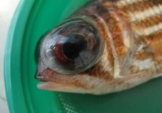 Стрептококкоз рыб: что это за болезнь, как распознать больную особь, можно ли ее употреблять человеку и какие профилактические меры против инфекции проводятся