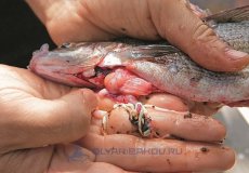 Гельминтоз у рыб: симптомы, классификация болезни, меры профилактики