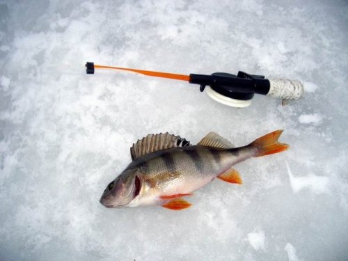 Удачная зимняя рыбалка на окуня