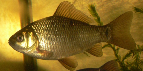 Карась рыба с удивительными биологическими свойствами