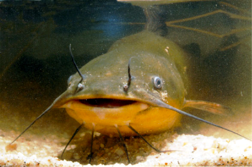 Королевская рыба сом