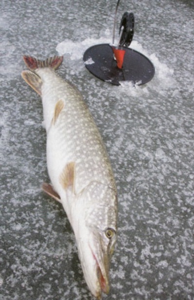 Изготовление жерлиц для зимней рыбалки своими руками - полезная информация для рыбаков
