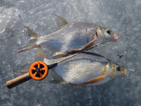 Рыбалка на чертика зимой