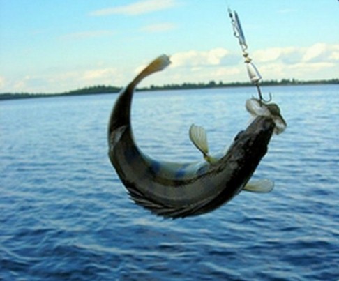 Поводок для рыбной ловли