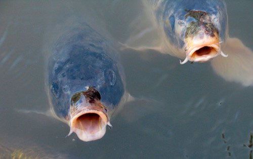 Карп, карась и другие виды рыб активно клюют на приманку из перловки