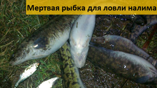Мертвая рыба для ловли налима