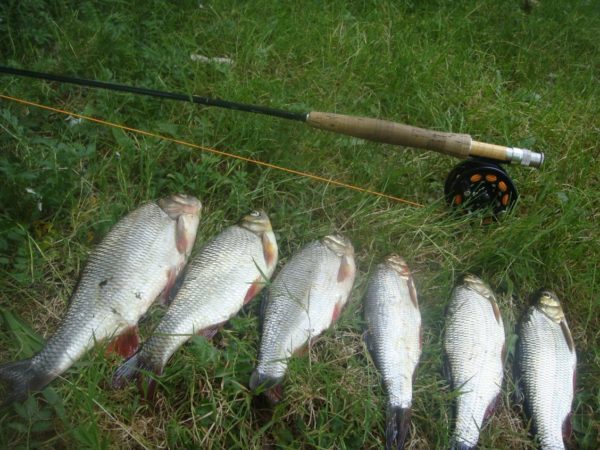 Когда начинает клевать язь весной на реке - информация о рыбалке