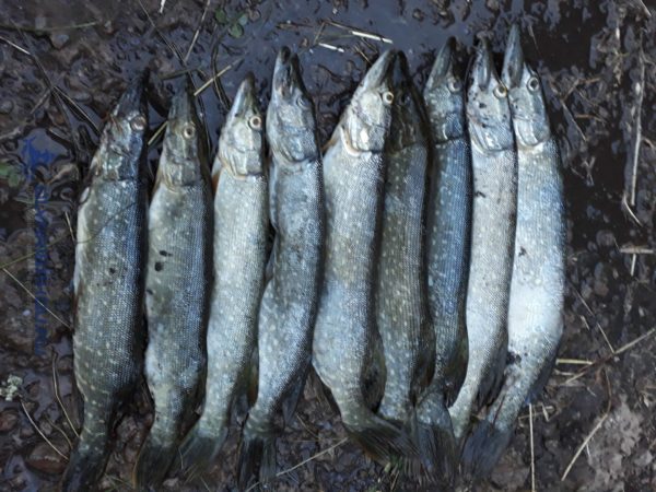 Все о снасти для троллинга на реке - рыболовная информация